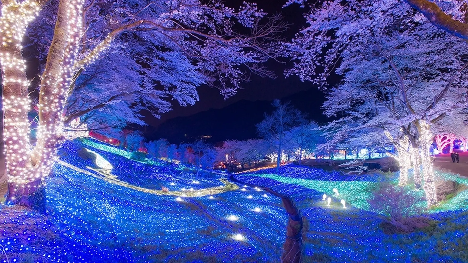 関東最大級2 500本の桜の祭典 さがみ湖さくら祭り イルミネーション 遊園地 桜の豪華コラボが実現 Holiday ホリデー