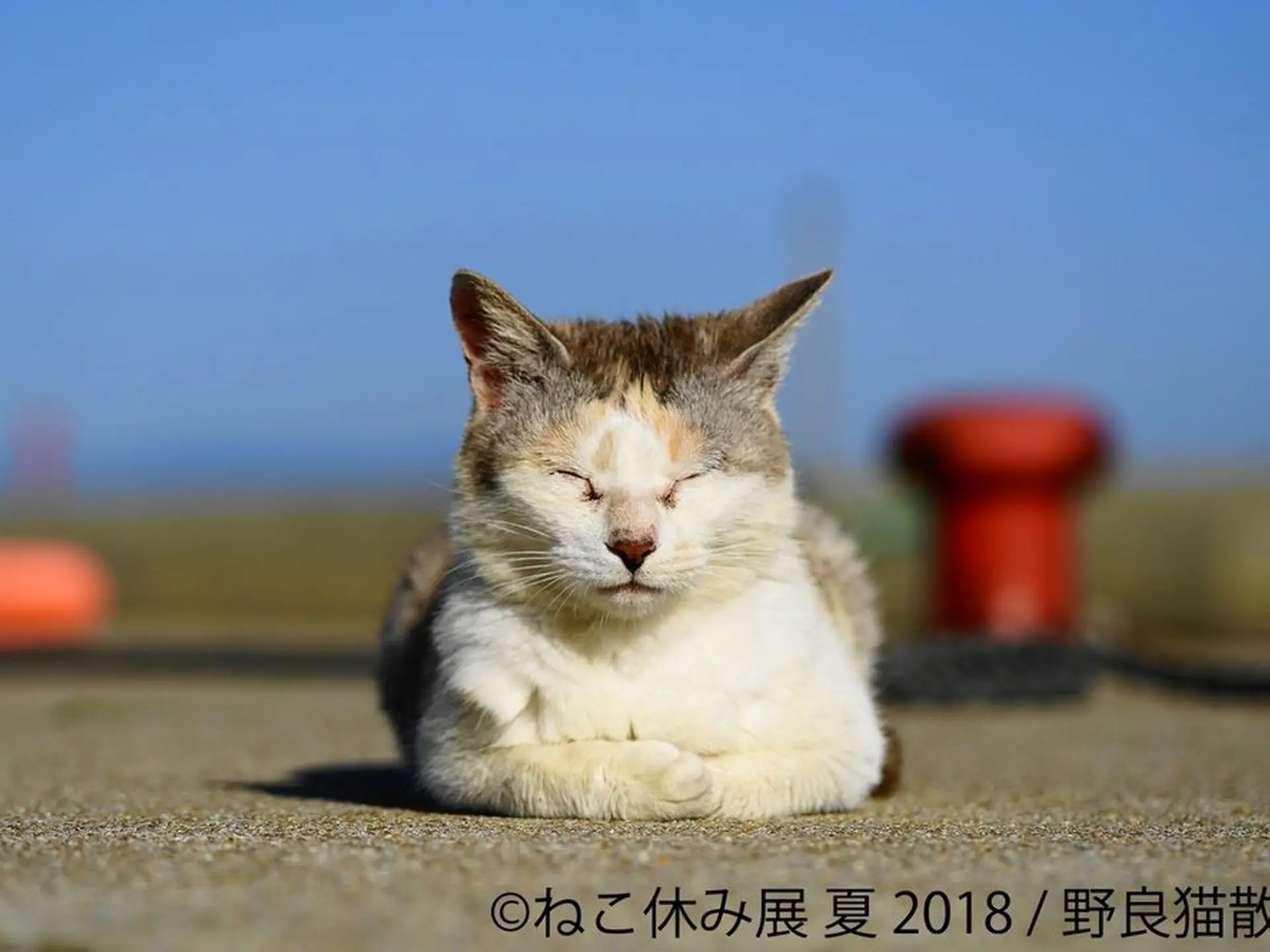 人気の猫クリエイターが集結する合同写真 物販展の ねこ休み展 夏の本祭を開催 Holiday ホリデー