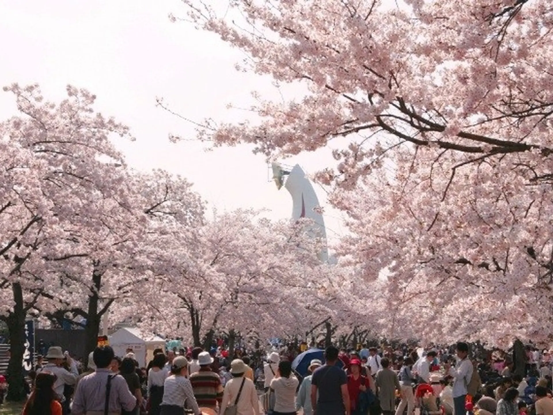 太陽の塔 夜桜 大阪 万博記念公園 桜まつりを開催 Holiday ホリデー