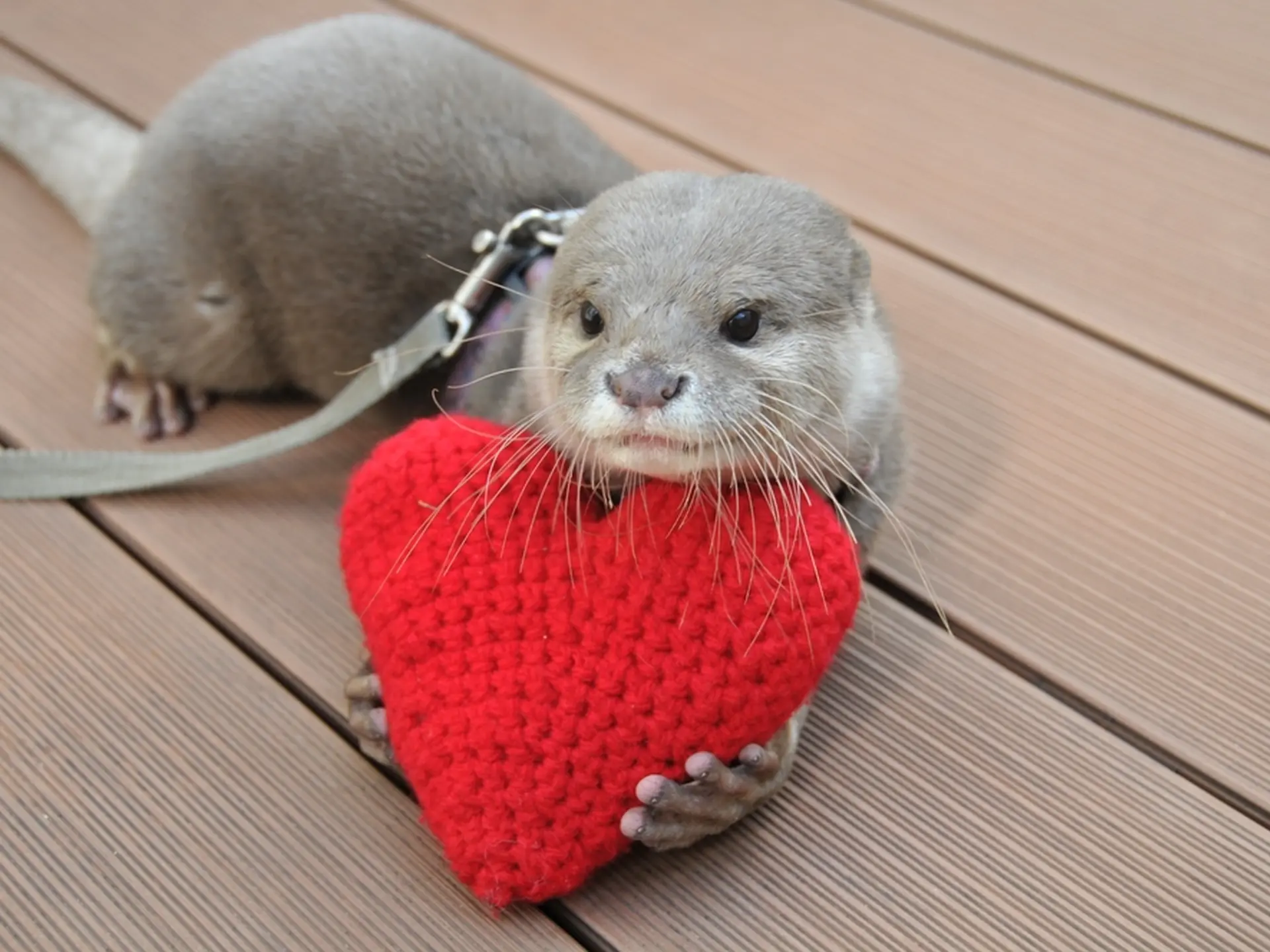 東京 池袋 アシカもカワウソも愛におもてなし サンシャイン水族館 のバレンタイン Holiday ホリデー