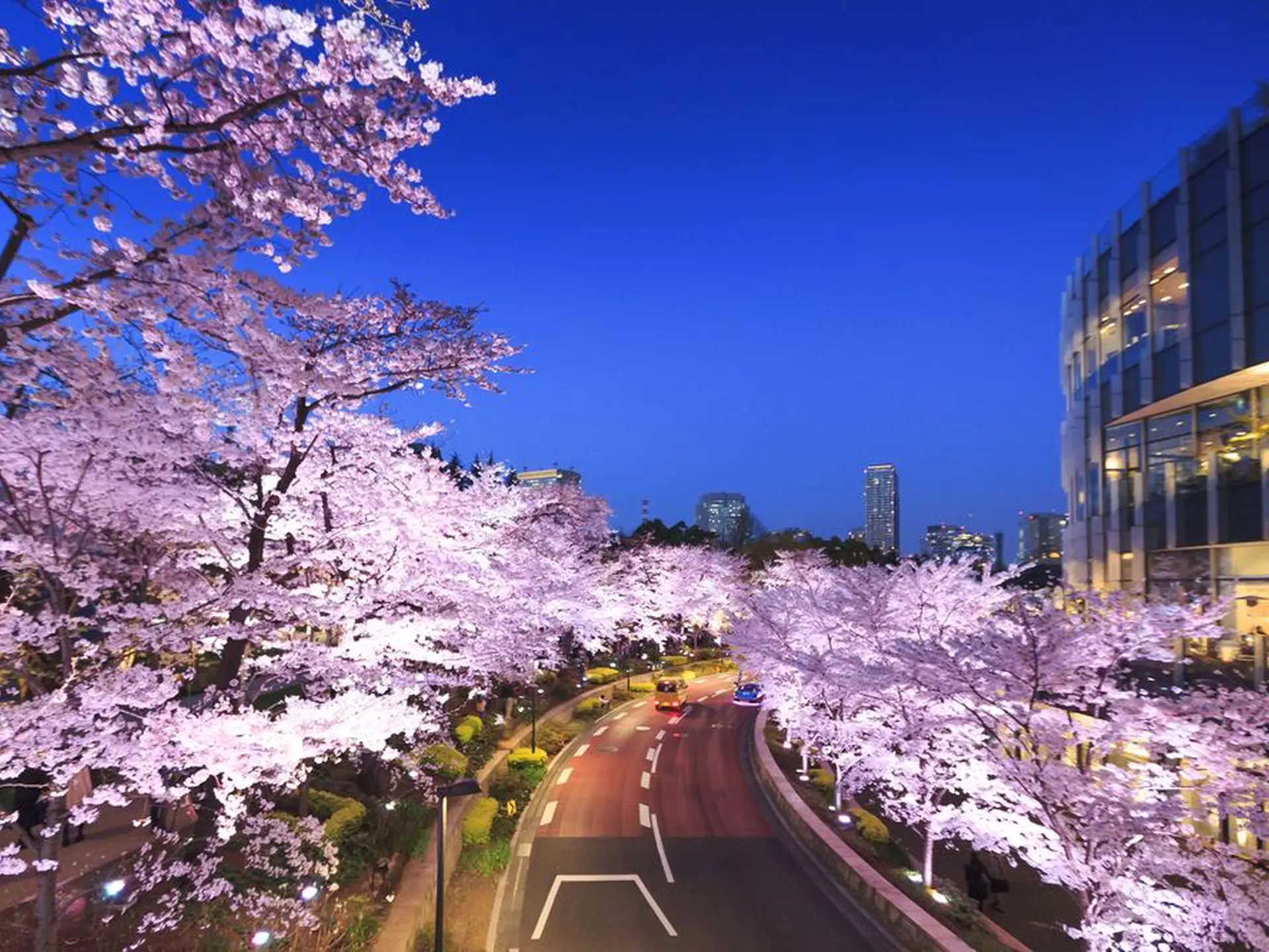 東京のまん中に 華やかに咲く約150本の桜 Midtown Blossom 18 開催 Holiday ホリデー