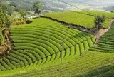 京都府景観遺産４「原山の茶畑」