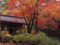 百済寺の写真・動画_image_103130