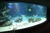 サンシャイン水族館の写真・動画_image_103358