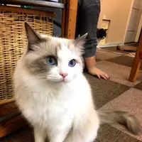 Cat Cafe ねころびの写真・動画_image_106594