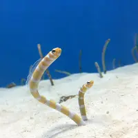沖縄美ら海水族館の写真・動画_image_107425