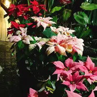 京都府立植物園の写真・動画_image_108768