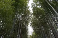 竹林の小径の写真・動画_image_109018
