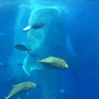 沖縄美ら海水族館の写真・動画_image_109657
