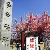 今戸神社の写真・動画_image_115083