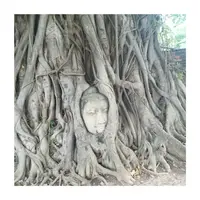 Ayutthaya Historical Parkの写真・動画_image_122037