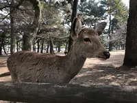 奈良公園の写真・動画_image_124192