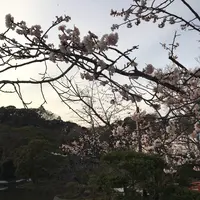 鶴岡八幡宮の写真・動画_image_125597