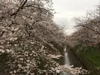 黒川の桜の写真・動画_image_126084