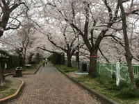 黒川の桜の写真・動画_image_126085