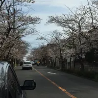 逗子ハイランド桜並木の写真・動画_image_126198