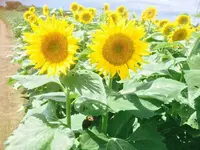 那珂総合公園の写真・動画_image_126460