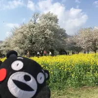 一心行の大桜の写真・動画_image_127340