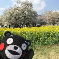 一心行の大桜の写真・動画_image_127341