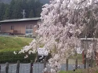 畑のしだれ桜の写真・動画_image_128176