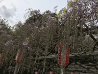 長正司公園 大藤棚の写真・動画_image_130885
