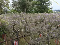 長正司公園 大藤棚の写真・動画_image_130887