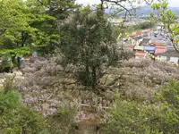 長正司公園 大藤棚の写真・動画_image_130888