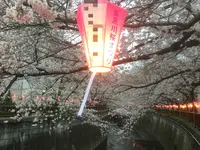 目黒川の桜並木の写真・動画_image_131463