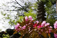 室生寺の写真・動画_image_132650