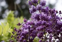 萬葉植物園の写真・動画_image_132670