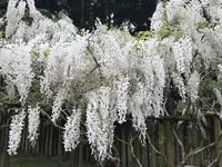 萬葉植物園の写真・動画_image_132674