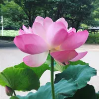 花はす公園の写真・動画_image_133111