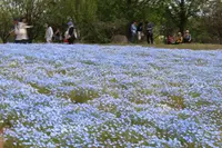 花夢の里ロクタンの写真・動画_image_133171