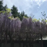 笠間稲荷神社の写真・動画_image_133188