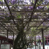 笠間稲荷神社の写真・動画_image_133190