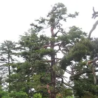 上杉神社の写真・動画_image_135660