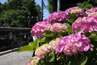 極楽寺の写真・動画_image_142802
