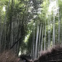 嵐山 竹林の小径の写真・動画_image_157681