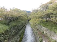 琵琶湖疏水の写真・動画_image_161245