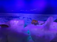 オホーツク流氷館の写真・動画_image_163212