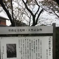 石薬師の蒲桜の写真・動画_image_165984