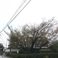 石薬師の蒲桜の写真・動画_image_165985