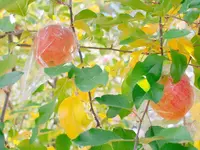 共楽園・林檎の樹の写真・動画_image_168012
