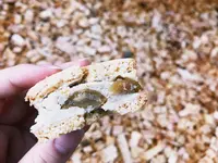 ASODELIの写真・動画_image_168054