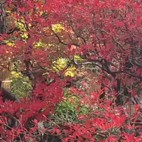 殿ヶ谷戸庭園の写真・動画_image_168457