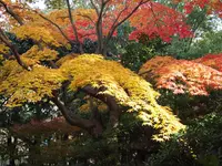 紅葉渓庭園の写真・動画_image_16954