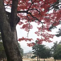 奈良公園の写真・動画_image_170421