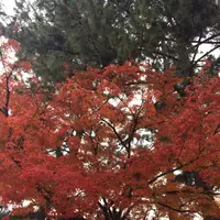 奈良公園の写真・動画_image_170423
