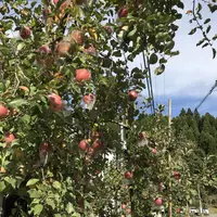共楽園・林檎の樹の写真・動画_image_170628