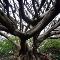 アコウの木の写真・動画_image_171691